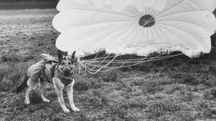 "Bing" der Fallschirmjäger-Hund